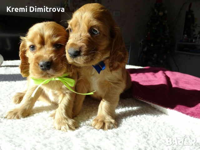 Английски кокер шпаньол бебета с ваксина и паспорт , снимка 5 - Шпаньоли - 53074657