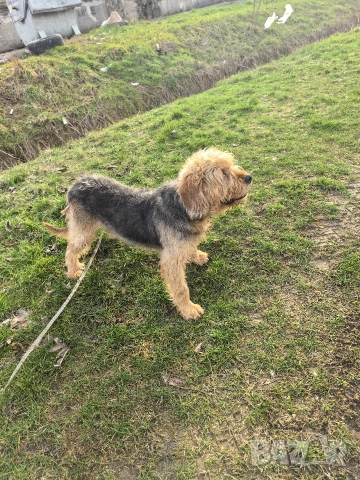 търси женски барак