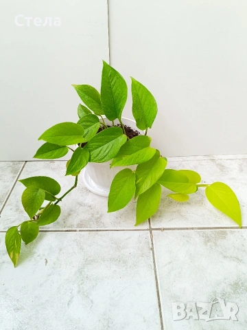 бял Бенджамин и Сциндапсус 