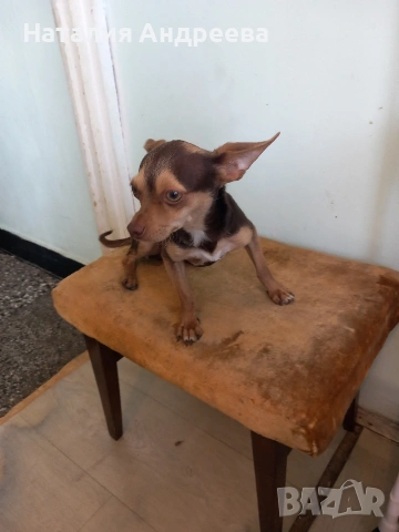 Предлагам мъжки пинчер за разплод , снимка 3 - Пинчер - 54207855