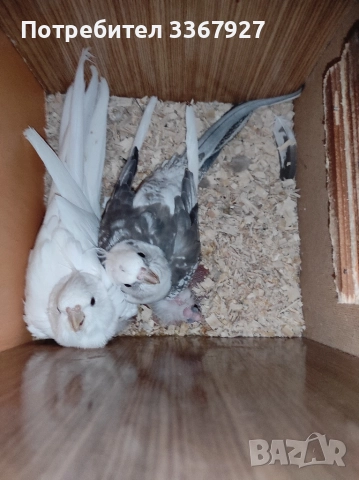 Чифт Корели и 2 женски , снимка 2 - Папагали - 52868198