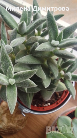 Красула Тенелли - Crassula mesembryanthemoides 'Tenelli / Ешеверия - Echeveria pulidonis Rondo , снимка 4 - Стайни растения - 50303443