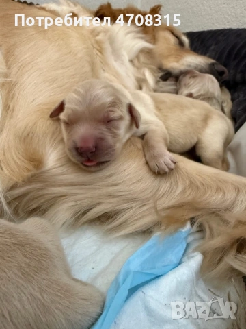 Голдън ретривър момченце ваксина, снимка 4 - Голдън ретривър - 54133887