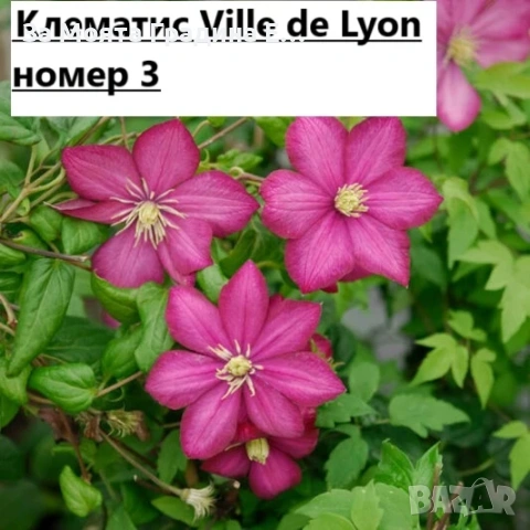 Клематис 33 вида , снимка 2 - Градински цветя и растения - 54019855