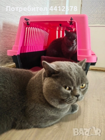 британски сини късокосмести котета , снимка 5 - Британска късокосместа - 52928097