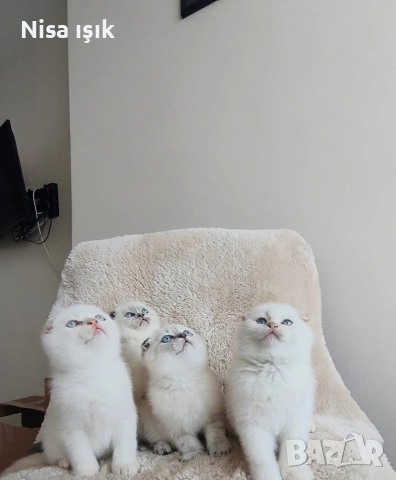 не са красиви те с уникални свикнали с малко детенце в Хасково