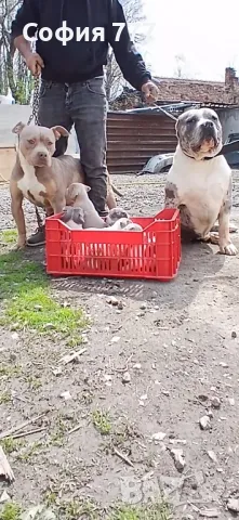 малки и страхотни бебета американско були, снимка 2 - Питбул - 49763725