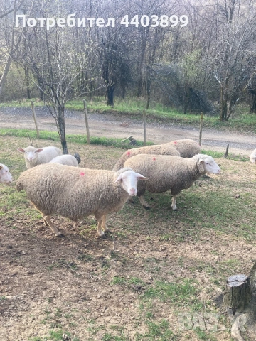Три ялови овце , снимка 6 - Овце - 54184586