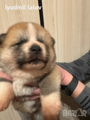 Акита Ину родословие документи, снимка 10 - Акита ину - 53076997