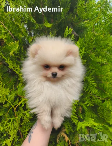 Pomeranian puppy's , снимка 1