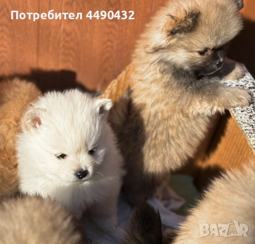 Имам малки кученца порода-померан 