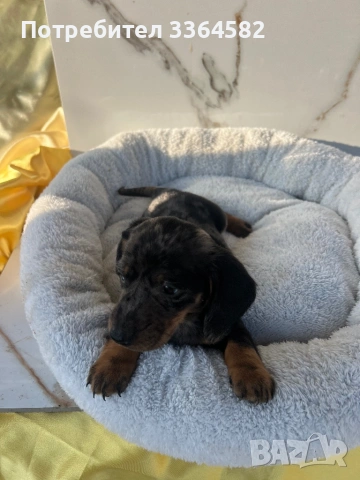 Дакел, снимка 5 - Дакели - 53977935