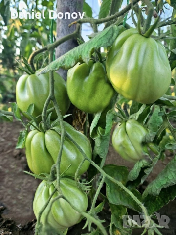 МАЛИНОВ ГИГАНТ + още над 150 сорта домати, снимка 9 - Разсади - 53760174