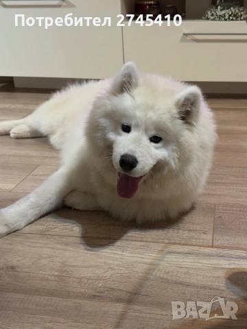 ,,Подарявам кученце”, снимка 3 - Други - 53005273