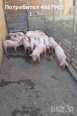 Угоени прасета за Коледа