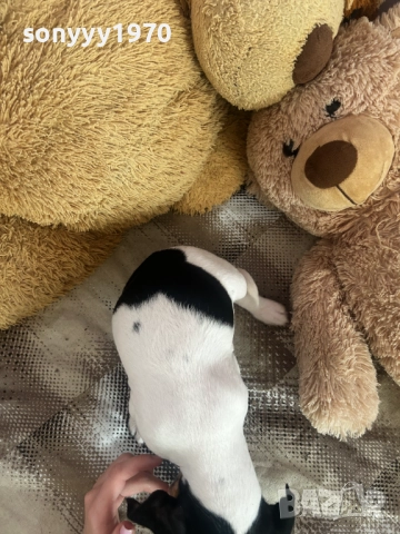 ДЖАК РЪСЕЛ ТЕРИЕР-ЖЕНСКО 1БР 0111251804, снимка 6 - Джак ръсел териер - 52257338