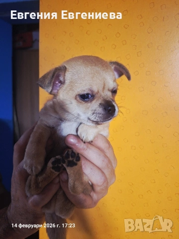 Мини чихуахуа момче., снимка 8 - Чихуахуа - 53590830