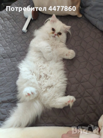 Продавам мъжко персийско коте
