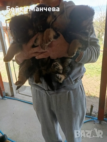 продавам немски овчарки , снимка 5 - Немска овчарка - 54251037