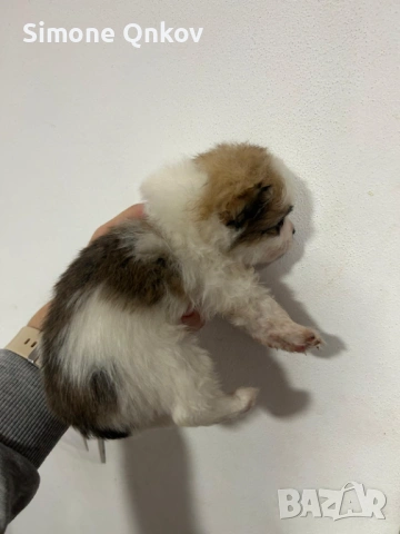 Мини шпиц Померан, снимка 4 - Померан - 53194351