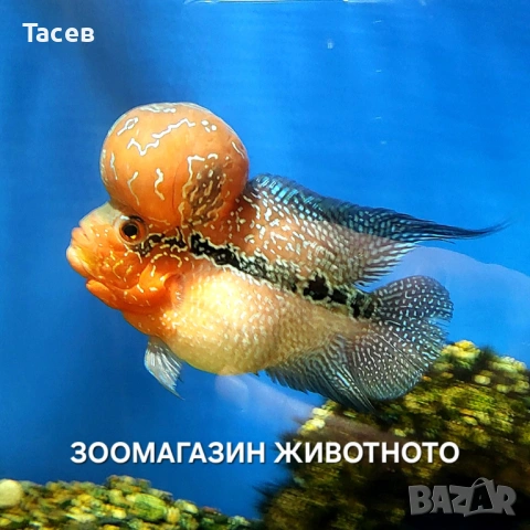 Флауърхорн 9см