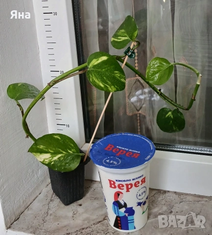 Епипремнум ауреум, Дяволски бръшлян -Цвете на парите, снимка 6 - Стайни растения - 46529171