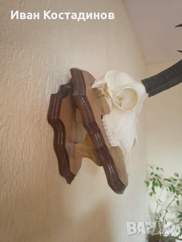 Ловен трофей от Дива коза , снимка 4 - Други - 51001488