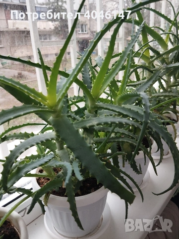 Алое (дьрвовидно) 