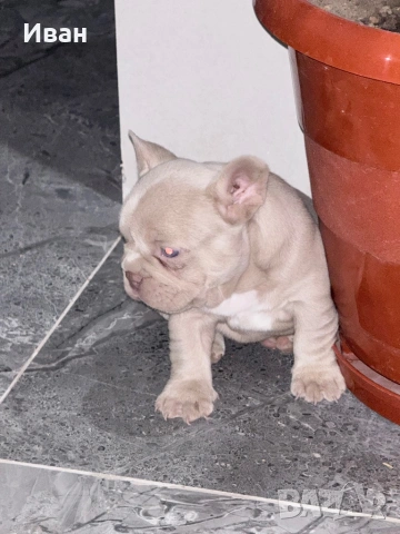 Френски булдог, снимка 4 - Френски булдог - 53140191