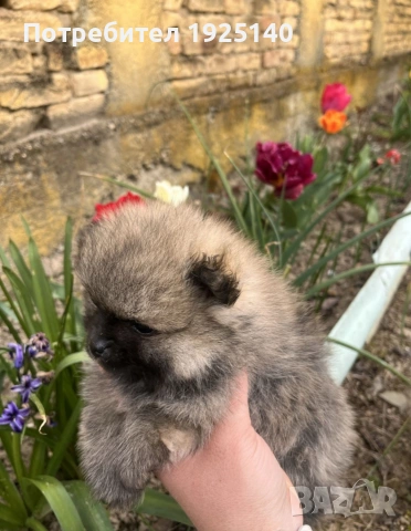 продавам мъжки померанй , снимка 3 - Померан - 54231729