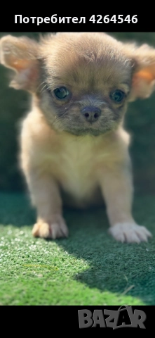 Уникално момче , снимка 1