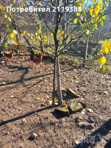 2 бр петлета Италиянка, снимка 3 - Кокошки и пуйки - 52773489