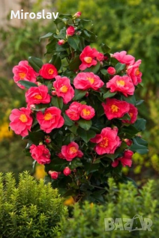 Камелия (2 вида), снимка 3 - Градински цветя и растения - 54214083