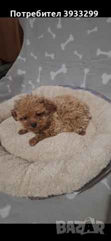 Той пудел момиче пуделче, снимка 7 - Пудели - 53778314