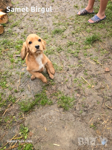 Кученца, снимка 7 - Кокер шпаньол - 52924891