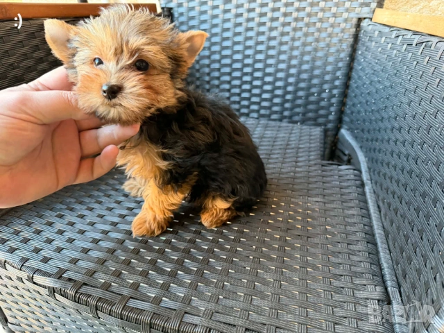 Йоркширски териер Актуално от 11.3.2026, снимка 3 - Йоркширски териер - 53682990