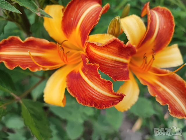 Хемерокалиси 4 цвята, снимка 10 - Градински цветя и растения - 45341767
