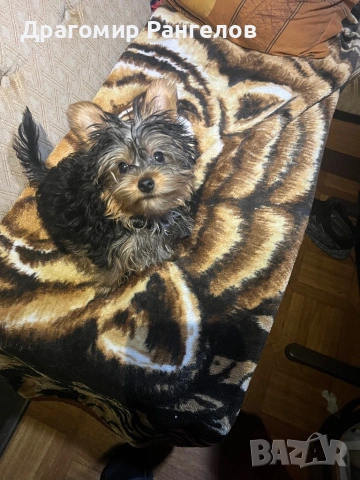 Мини Йорки , снимка 3 - Йоркширски териер - 54026956