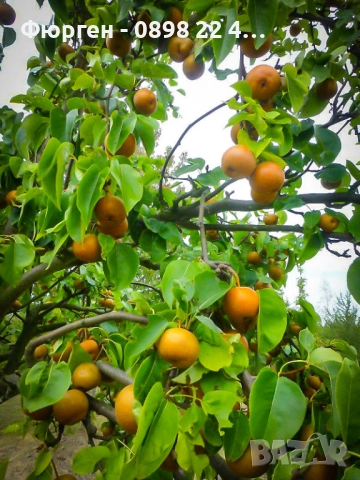 Азиатска круша Наши (Pyrus pyrifolia), снимка 4 - Разсади - 52066760