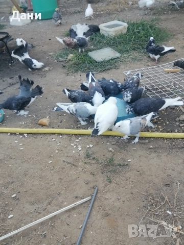 архангели чифт, снимка 1