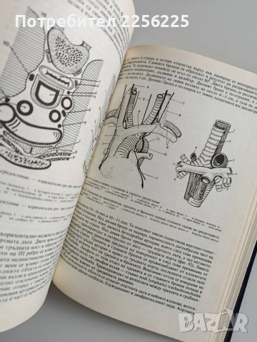 Топографска анатомия, снимка 5 - Специализирана литература - 53694125