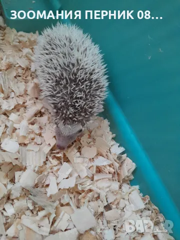 Женски африкански декоративен таралеж , снимка 2 - Таралеж - 49928861