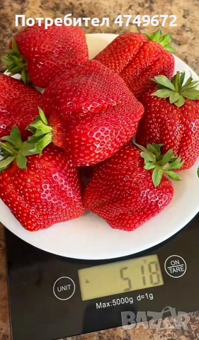 расад ягуди и малини , снимка 5 - Градински цветя и растения - 53684041