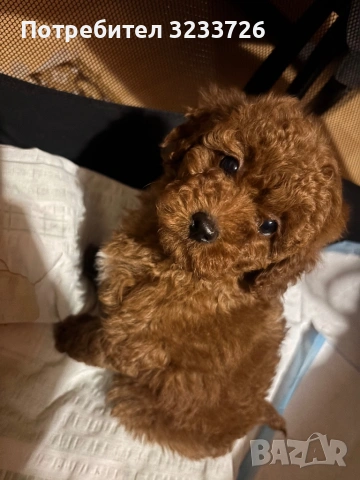 Червен той пудел 