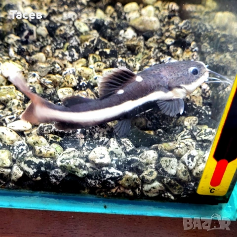 Червеноопашат сом 8см