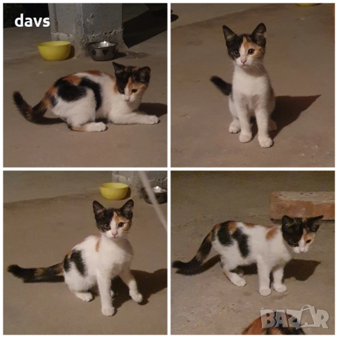 Малки котета – различни шарки, снимка 14 - Други - 51972893