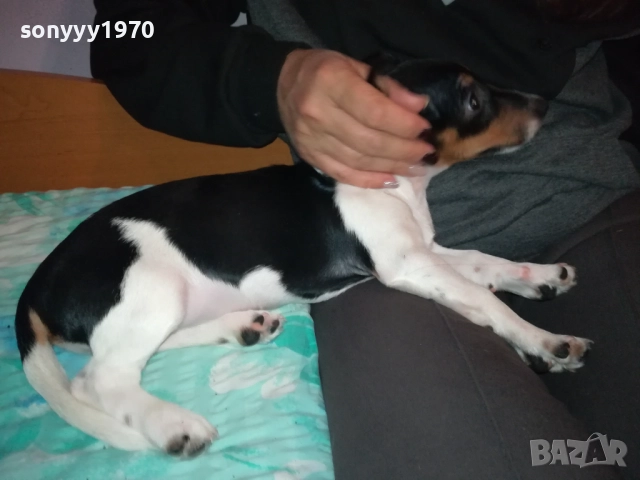 КУТРЕ//ПАЛЕ ДЖАК РЪСЕЛ НА 3 МЕСЕЦА-МОМИЧЕ 2411251124, снимка 16 - Джак ръсел териер - 52521058