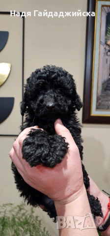 Пудел Мини! , снимка 3 - Пудели - 53126221