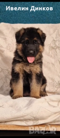 Немска овчарка с родословие от развъдник Бургас , снимка 4 - Немска овчарка - 52044330
