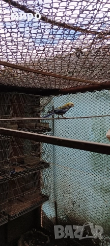 Жълтоглава розела !